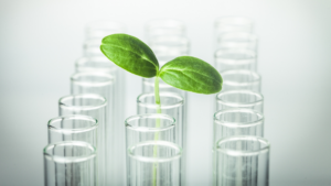 Plant shoot in test tube