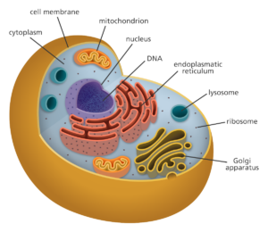 Animal cell cutaway graphic