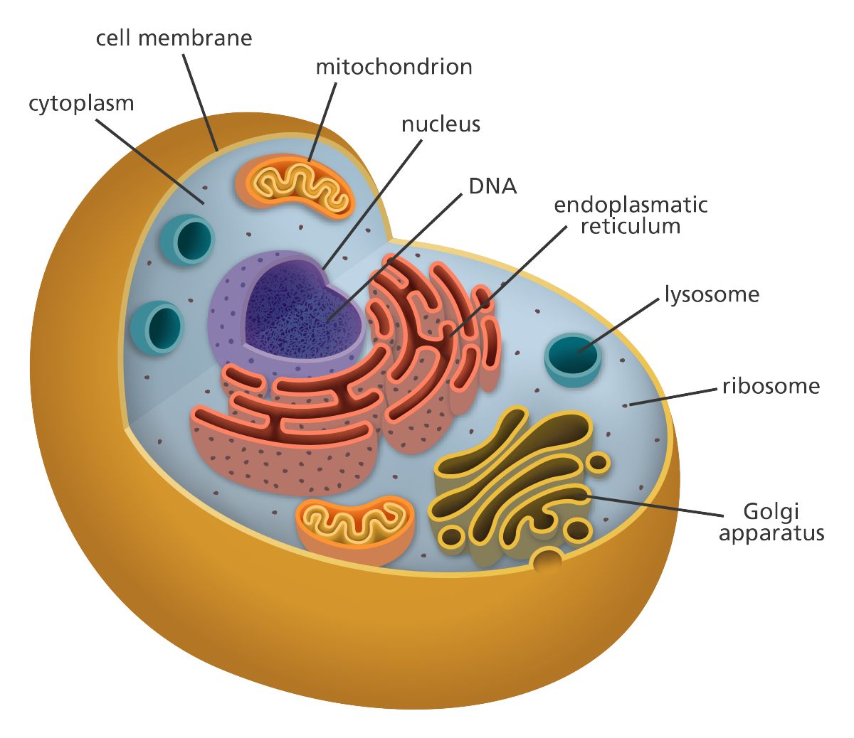 animal cell | Skills Alliance animal cell | Skills Alliance