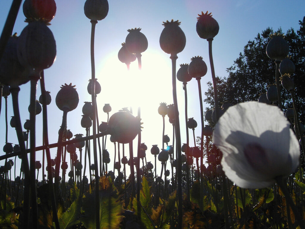 Flowers