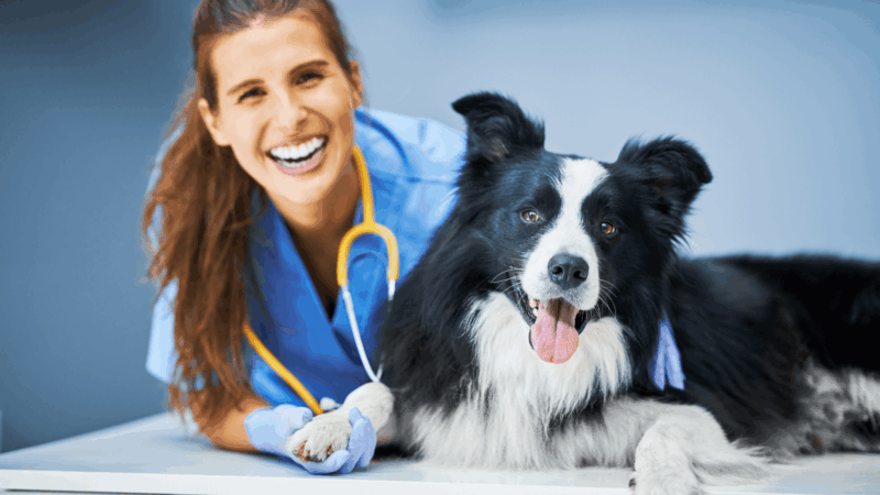 Women in veterinary health