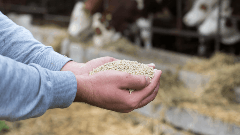 Animal feed regulation